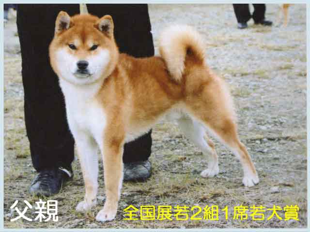 弁天の孫八号 弁天の孫八号