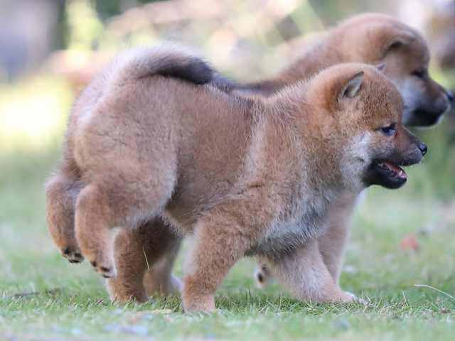AI5I3512-3753赤メス AI5I3512-3753赤メス
