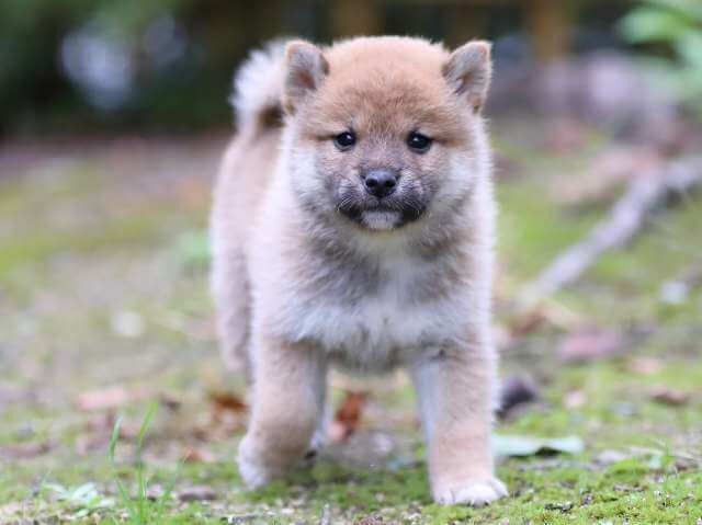 AI5I5127-3724赤メス AI5I5127-3724赤メス