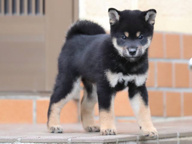 AI5I0351-3739黒オス AI5I0351-3739黒オス