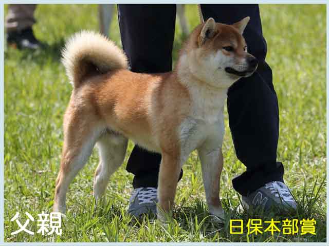 創華の竜心号 創華の竜心号