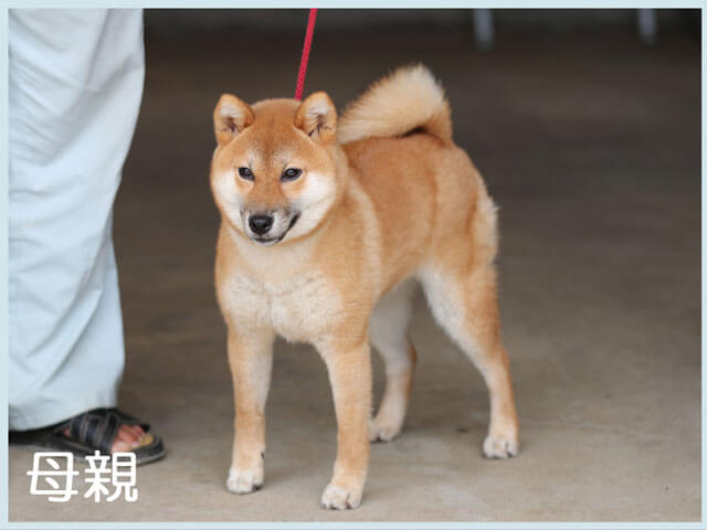 飼い主様決定の子犬 ID4045赤オス 柴犬カレンダーモデル犬