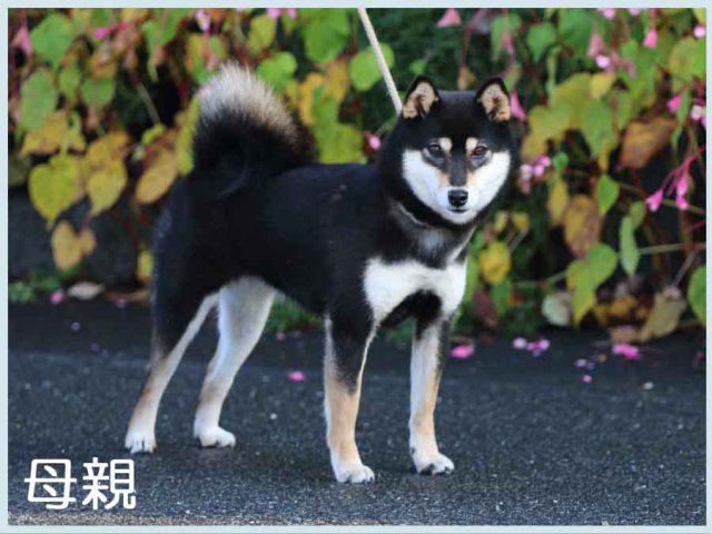皇帝の七江号 皇帝の七江号