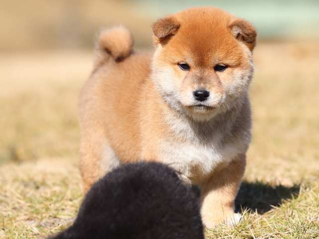 AI5I1053-3764赤オス AI5I1053-3764赤オス