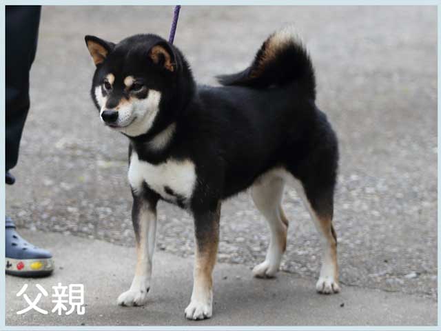仁の嵐丸号 仁の嵐丸号