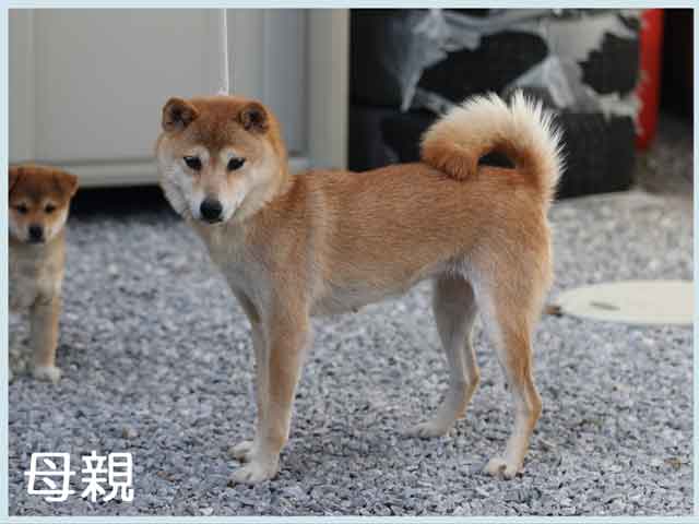 玉号 玉号
