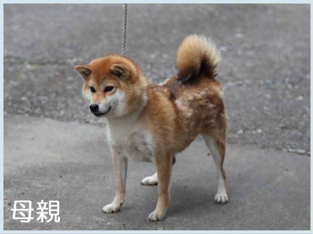 那須ノ亜胡号 那須ノ亜胡号