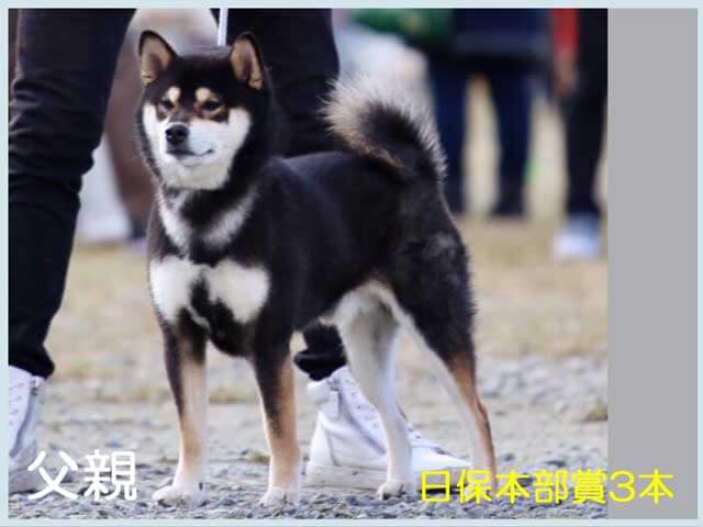 圭乃藤錦号1 圭乃藤錦号1