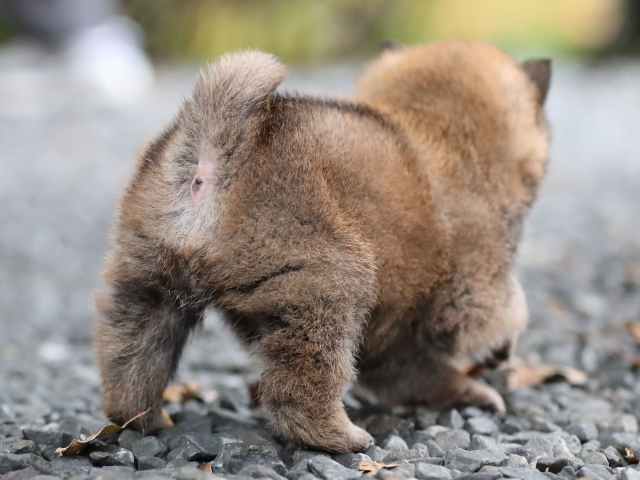 AI5I0325-3765赤オス AI5I0325-3765赤オス