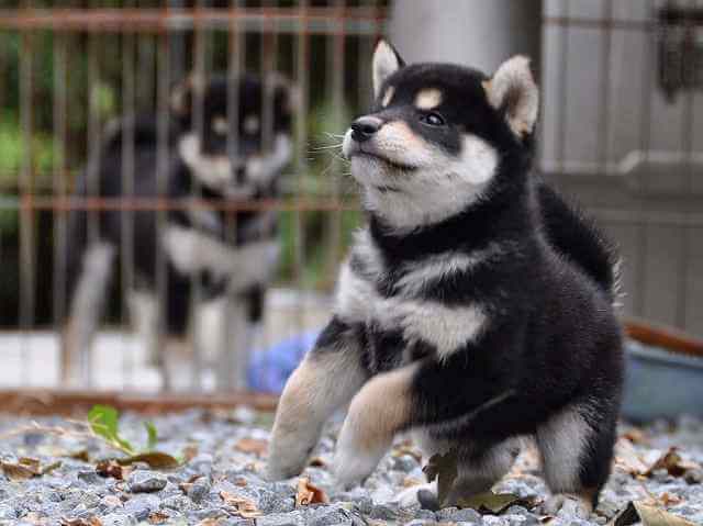 ShibaDSC_0445-453黒オス ShibaDSC_0445-453黒オス