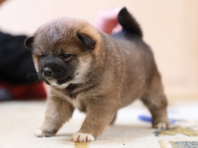 AI5I3327-puppy AI5I3327-puppy