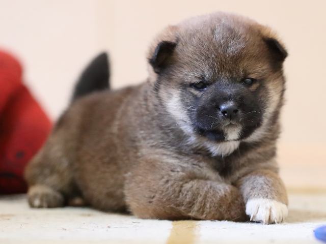 AI5I3355-puppy AI5I3355-puppy