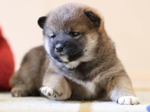 AI5I3373-puppy AI5I3373-puppy