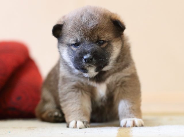 AI5I3392-puppy AI5I3392-puppy