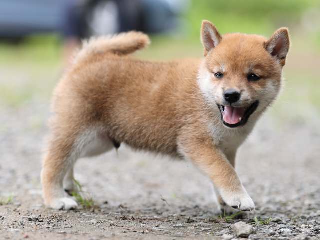 AI5I6118-puppy AI5I6118-puppy