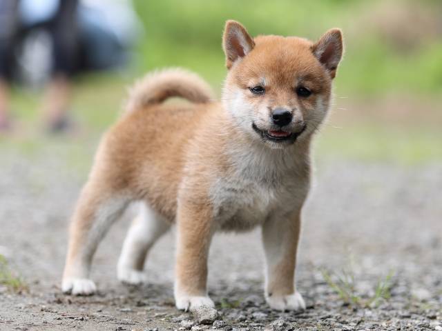 AI5I6125-puppy AI5I6125-puppy