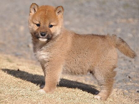 DSC_0283-shibainu DSC_0283-shibainu