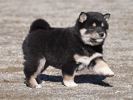 DSC_0692-shibainu-shibainu DSC_0692-shibainu-shibainu