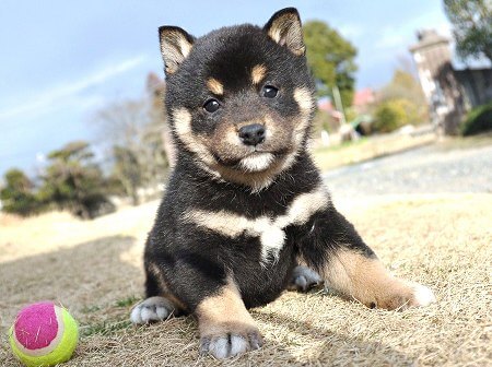 DSC_0909-shibainu DSC_0909-shibainu