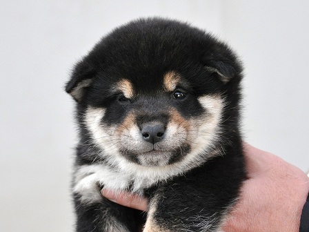 DSC_0927-shibainu DSC_0927-shibainu