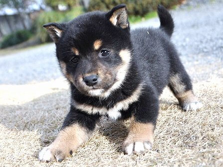 DSC_0937-shibainu DSC_0937-shibainu