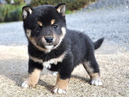 DSC_0941-shibainu DSC_0941-shibainu
