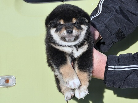 DSC_0950-shibainu DSC_0950-shibainu