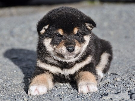 DSC_0987-shibainu DSC_0987-shibainu