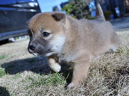 DSC_0988-shibainu-shibainu DSC_0988-shibainu-shibainu
