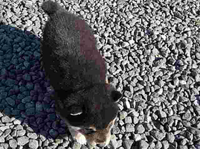17104-1-3812黒オス 17104-1-3812黒オス