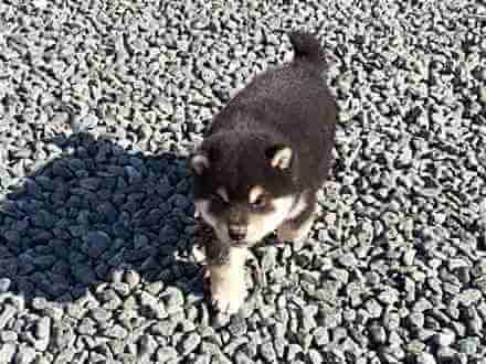17105-1-3812黒オス 17105-1-3812黒オス