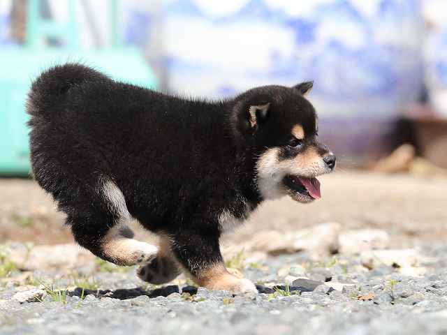 AI5I8647-3812黒オス AI5I8647-3812黒オス