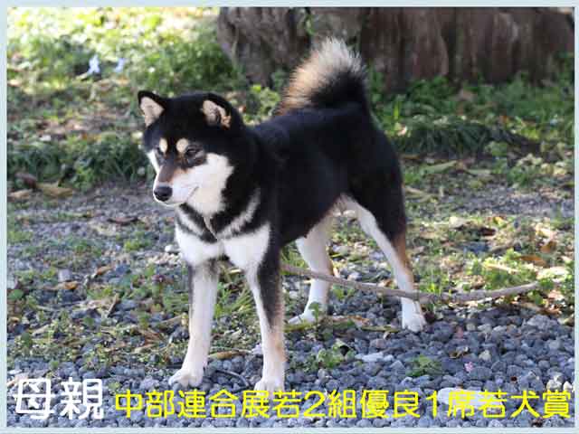 鳥羽の黒姫号