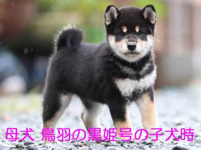 鳥羽の黒姫号