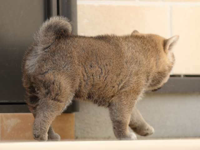 AI5I0856-3817赤オス AI5I0856-3817赤オス