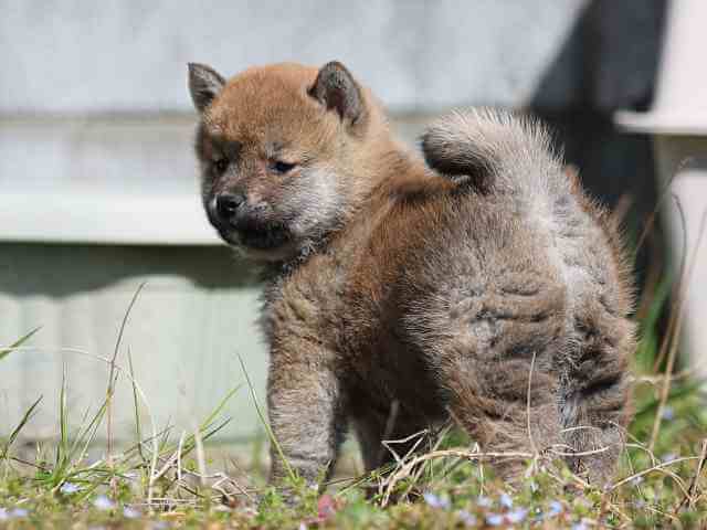AI5I0958-3816赤オス AI5I0958-3816赤オス