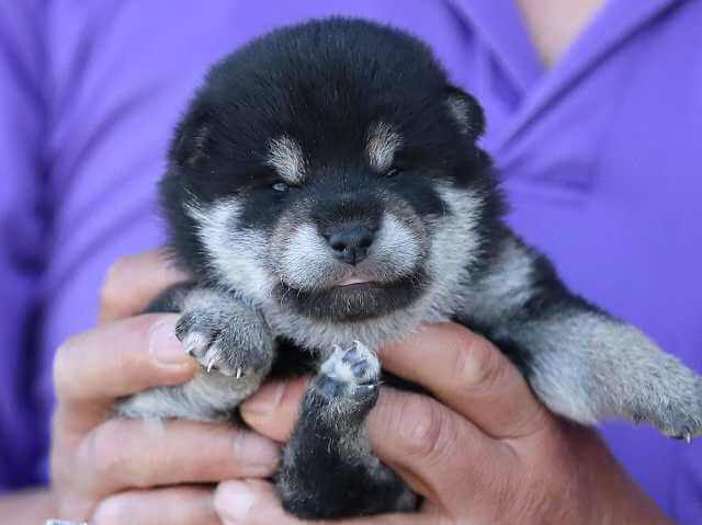 AI5I8889-3823黒オス AI5I8889-3823黒オス