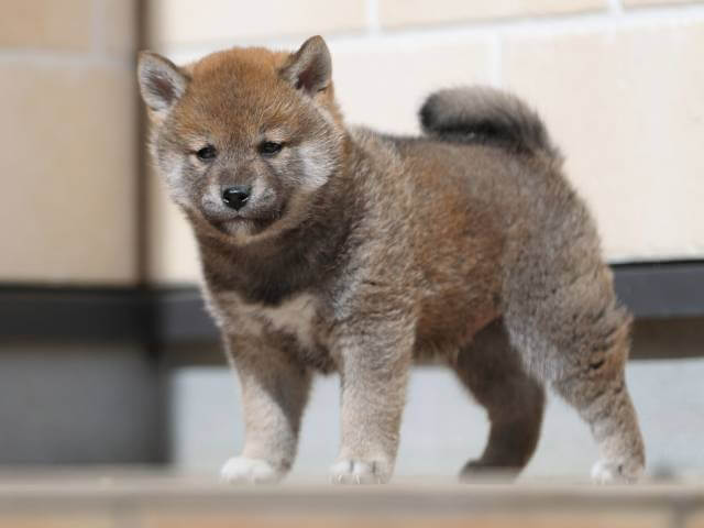 AI5I0817-3817赤オス AI5I0817-3817赤オス
