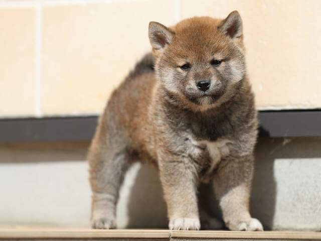 AI5I0883-3817赤オス AI5I0883-3817赤オス