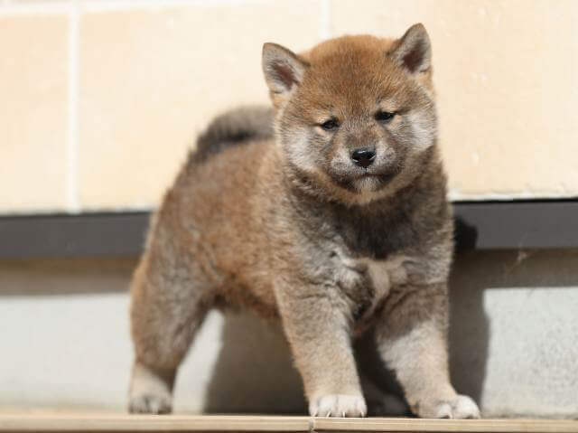AI5I0885-3817赤オス AI5I0885-3817赤オス