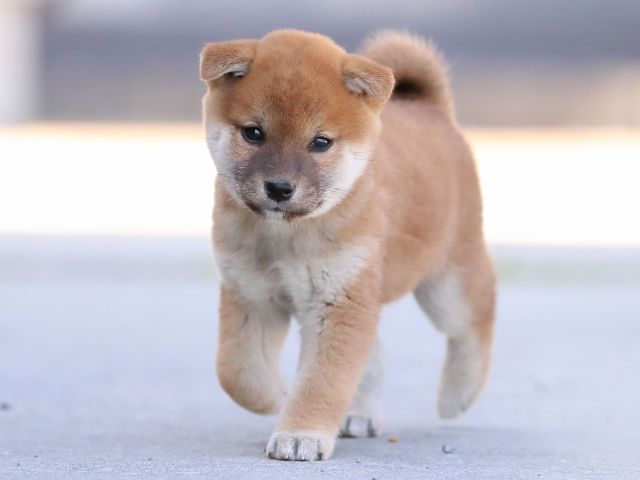 柴犬 楽天市場】左向き柴犬 柴犬 犬 横向き オーナメント ガーデン