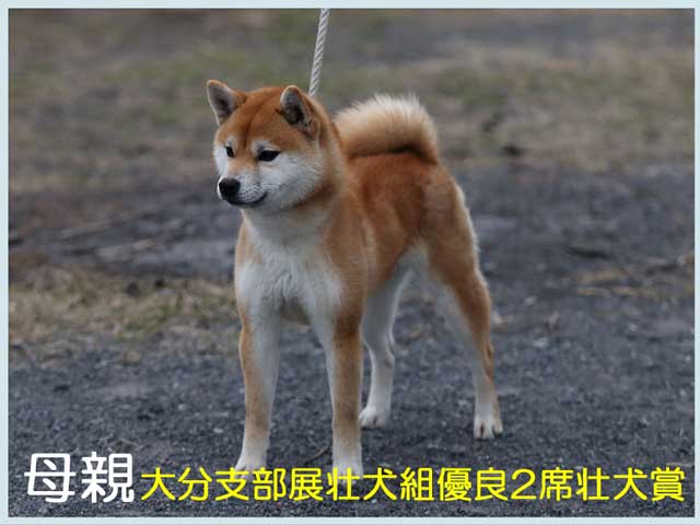 豊後小百合号 豊後小百合号