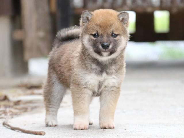 FP5A6641-3841赤オス FP5A6641-3841赤オス