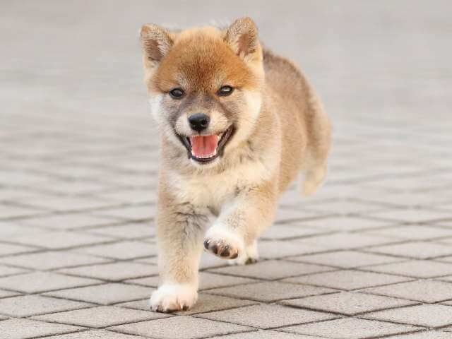 AI5I0287-3840赤オス AI5I0287-3840赤オス