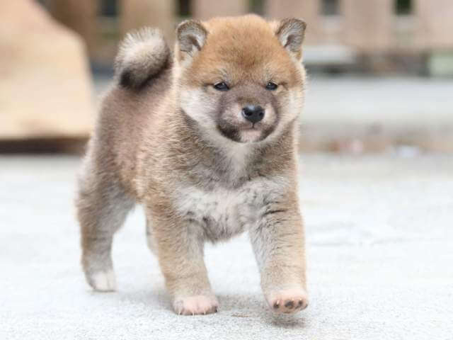 FP5A6794-3842赤オス FP5A6794-3842赤オス