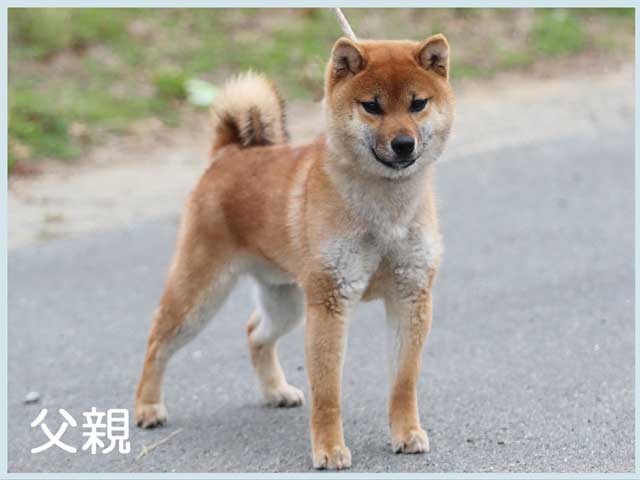 琥珀号 琥珀号