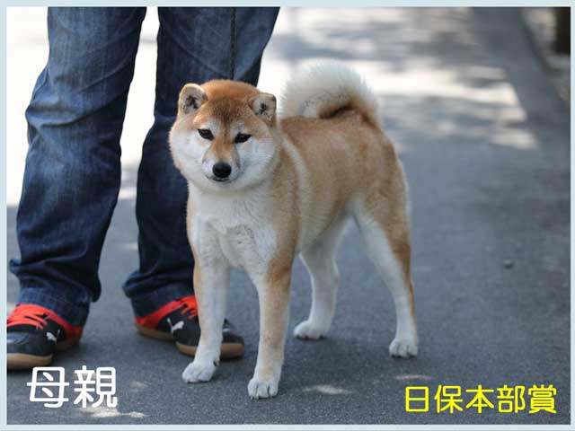 美桜号 美桜号