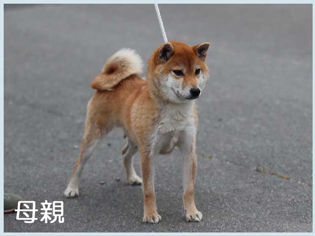 美玲号 美玲号