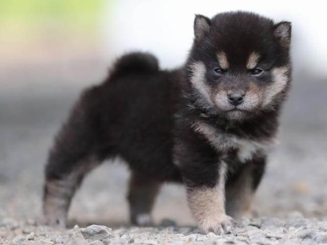 飼い主様決定の子犬 ID3852黒オス | 【柴犬.net】柴犬専門