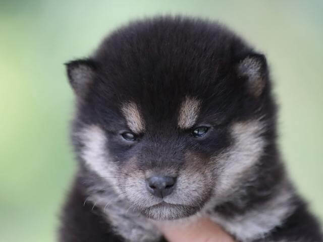 飼い主様決定の子犬 ID3852黒オス | 【柴犬.net】柴犬専門